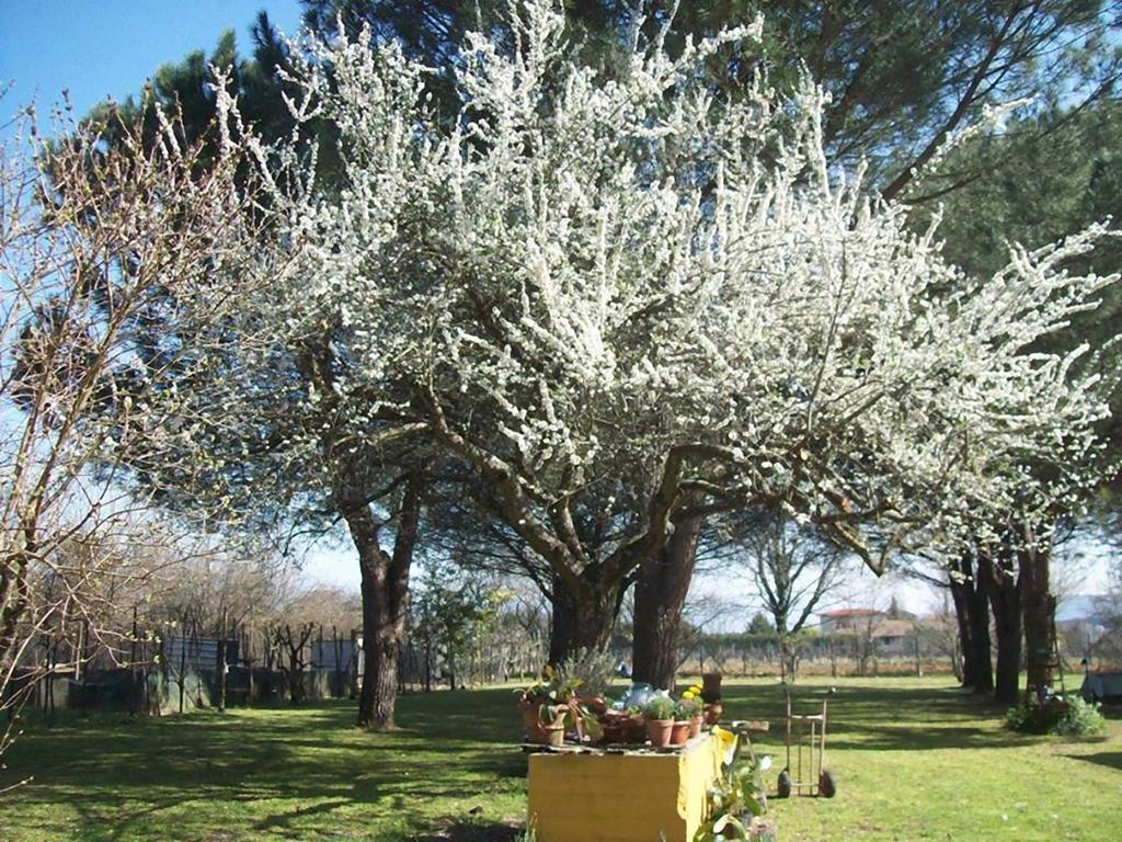 Campo Alle Monache Bucine Экстерьер фото